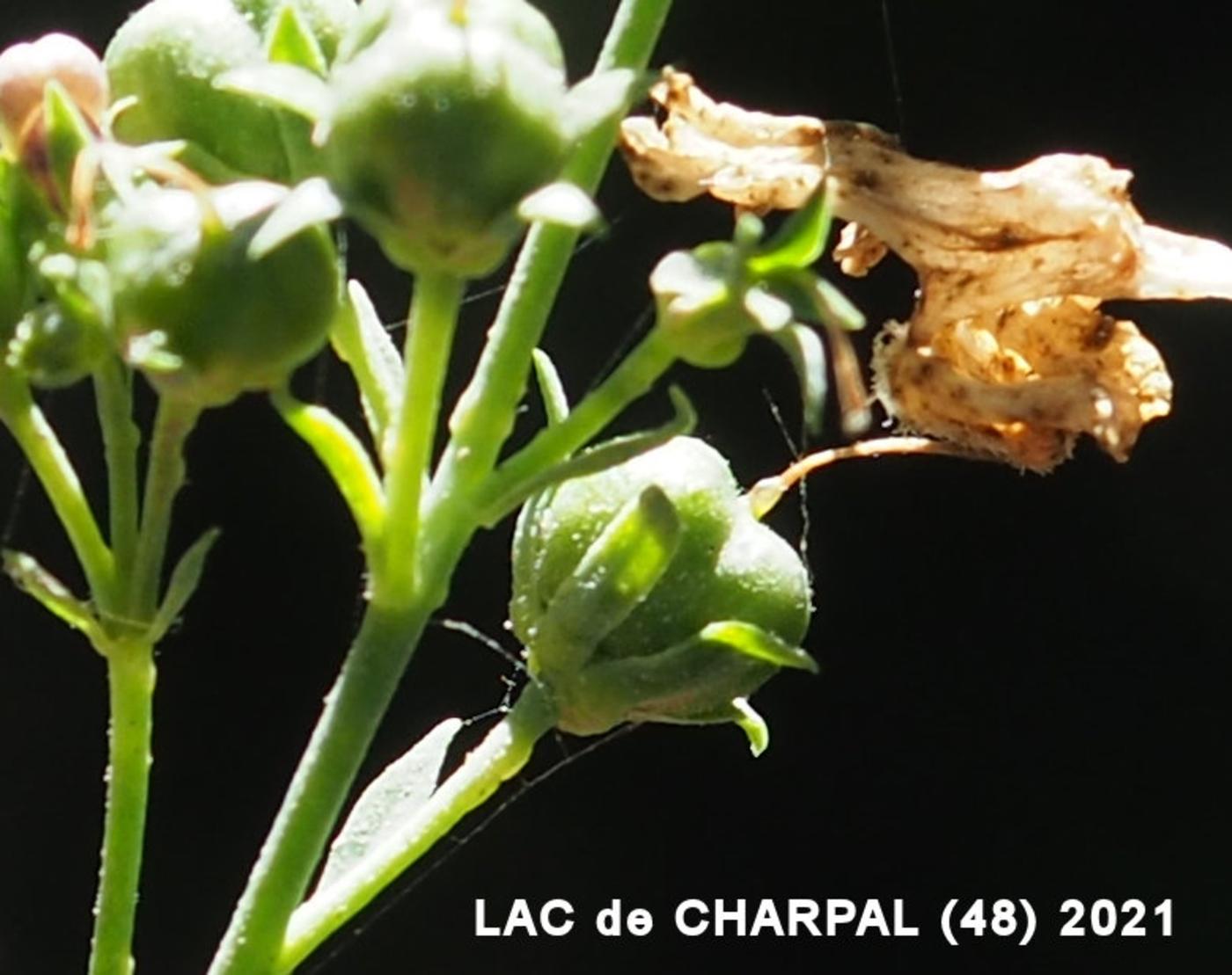 Toadflax, Pale fruit